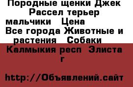 Породные щенки Джек Рассел терьер-мальчики › Цена ­ 40 000 - Все города Животные и растения » Собаки   . Калмыкия респ.,Элиста г.